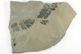 6.7" Pennsylvanian Fossil Fern (Neuropteris) Plate - Kentucky - #201709-1